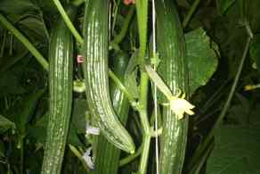 Loads-of-Cucumbers
