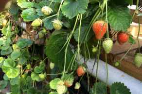 Loads-of-Strawberries