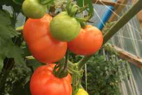 Tomato-Truss-2
